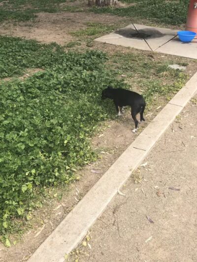 Merced Dog Park - Merced, CA