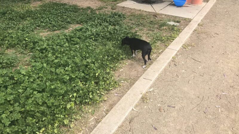 Merced Dog Park - Merced, CA