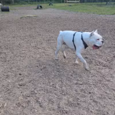 Wasserman Dog Park - Merrimack, NH