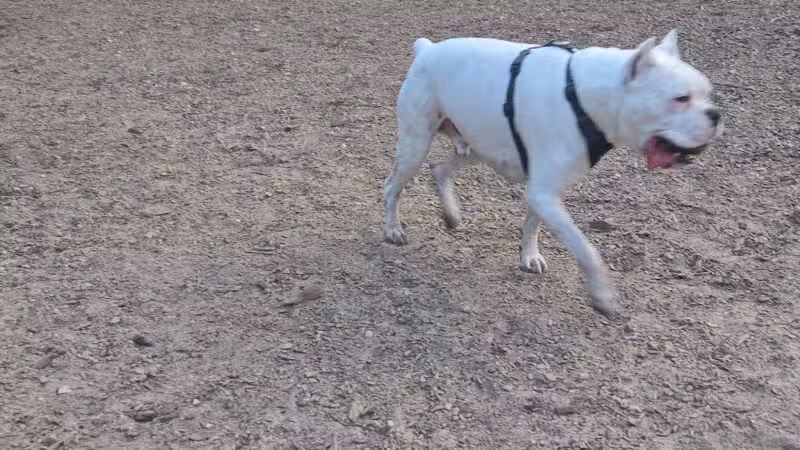 Wasserman Dog Park - Merrimack, NH