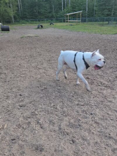 Wasserman Dog Park - Merrimack, NH