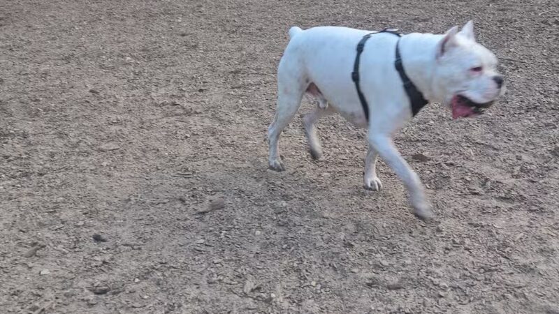 Wasserman Dog Park - Merrimack, NH