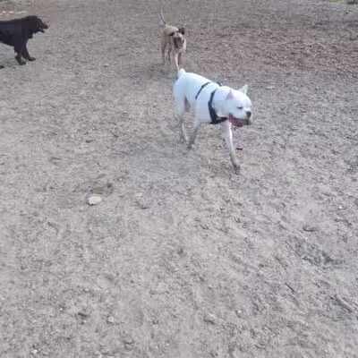Wasserman Dog Park - Merrimack, NH