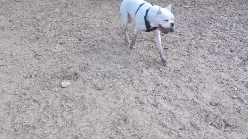 Wasserman Dog Park - Merrimack, NH