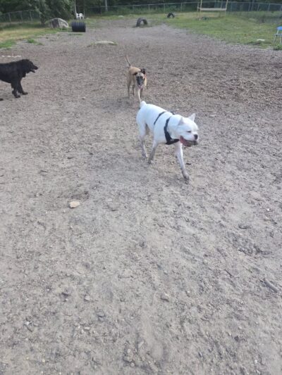 Wasserman Dog Park - Merrimack, NH