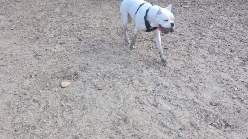 Wasserman Dog Park - Merrimack, NH