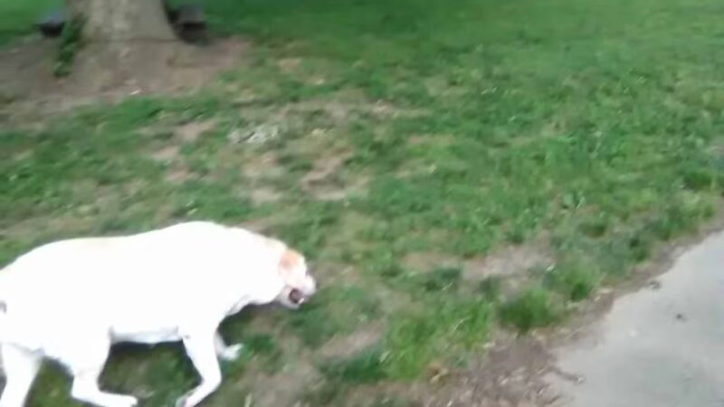 Dark Head Creek Park - Middle River, MD