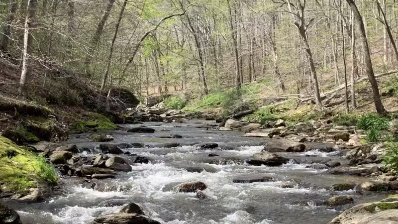 Gunpowder Falls State Park Hammerman Area - Middle River, MD