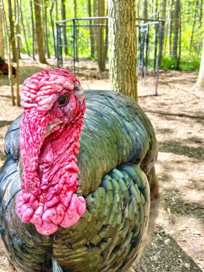 Marshy Point Nature Center - Middle River, MD