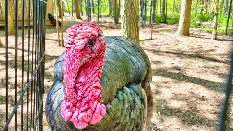Marshy Point Nature Center - Middle River, MD
