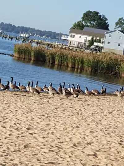 Miami Beach Park - Middle River, MD