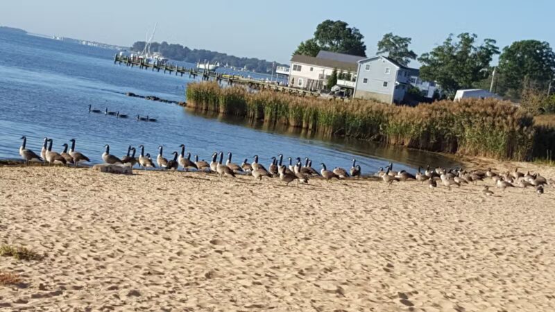 Miami Beach Park - Middle River, MD