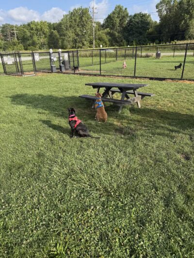 Tri-City Bark Park - Middleburg Heights, OH