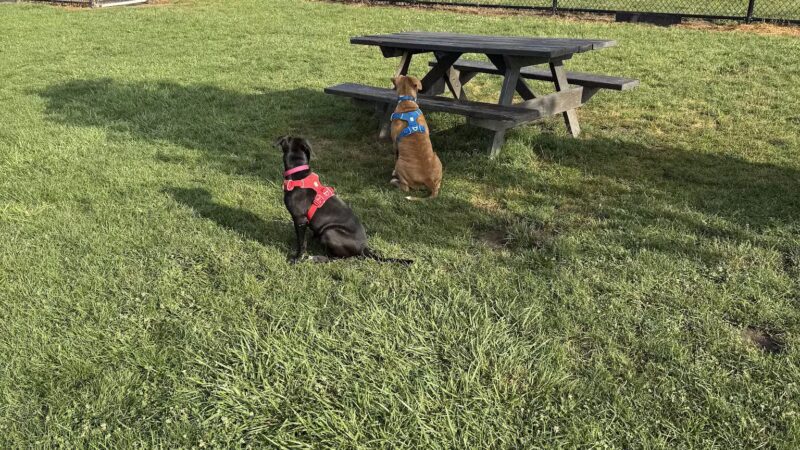 Tri-City Bark Park - Middleburg Heights, OH