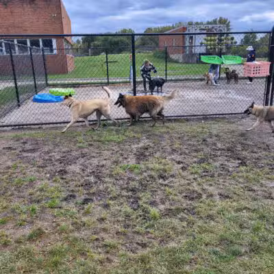 Tri-City Bark Park - Middleburg Heights, OH