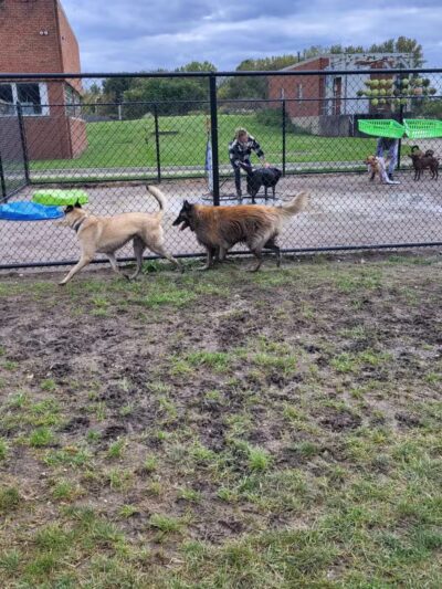 Tri-City Bark Park - Middleburg Heights, OH