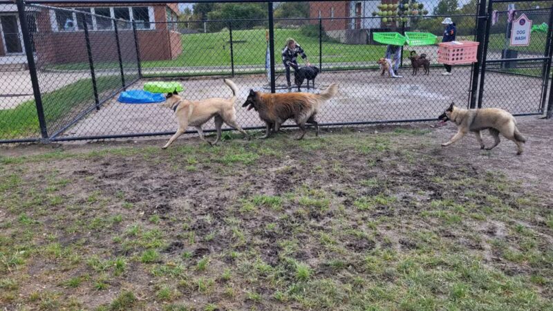 Tri-City Bark Park - Middleburg Heights, OH