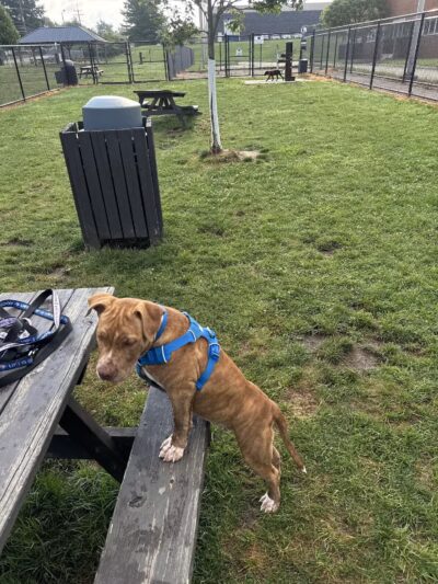 Tri-City Bark Park - Middleburg Heights, OH