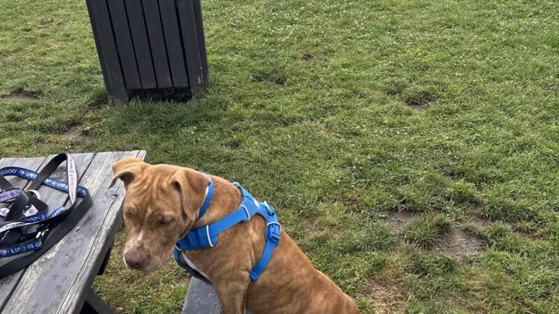 Tri-City Bark Park - Middleburg Heights, OH