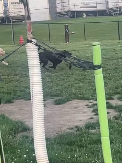 Tri-City Bark Park - Middleburg Heights, OH