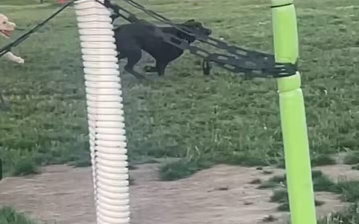 Tri-City Bark Park - Middleburg Heights, OH