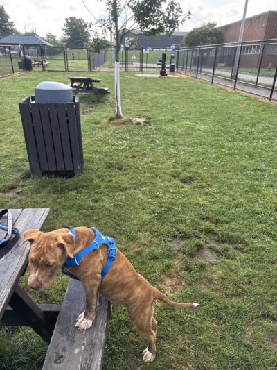 Tri-City Bark Park - Middleburg Heights, OH