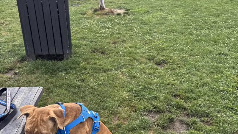 Tri-City Bark Park - Middleburg Heights, OH