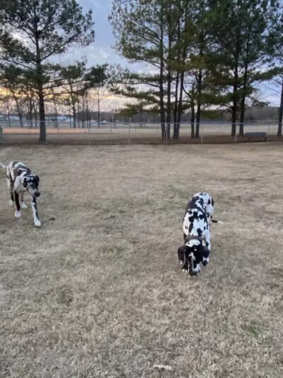 Milan Dog Park - Milan, TN