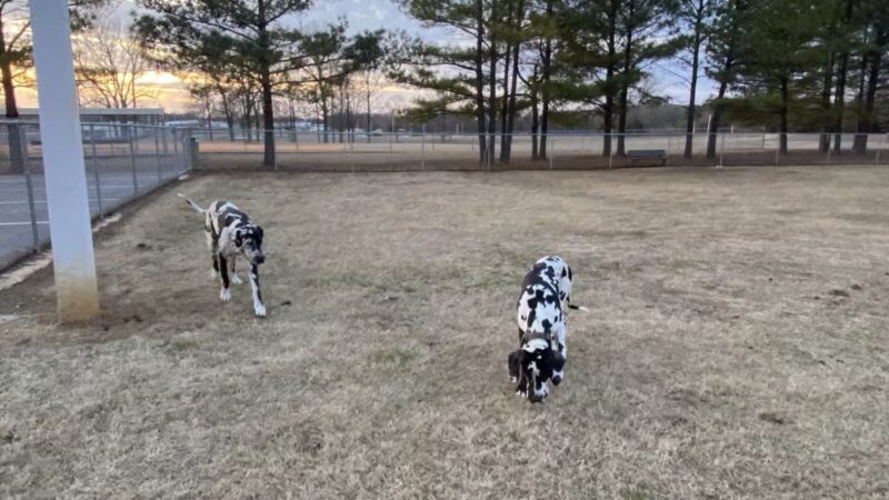 Milan Dog Park - Milan, TN