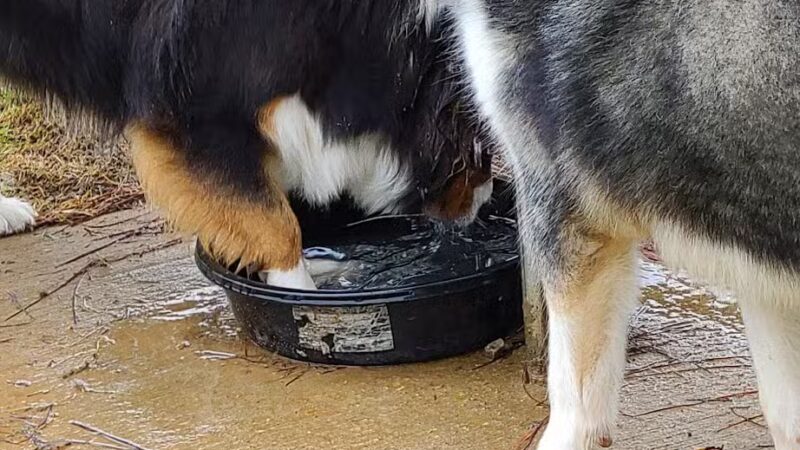 Milan Dog Park - Milan, TN