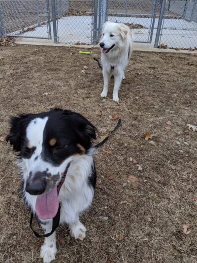 Milan Dog Park - Milan, TN