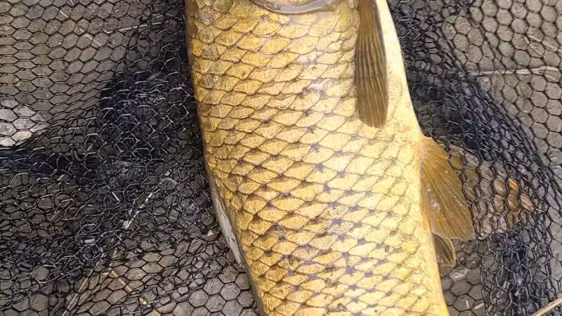 Dr. Maurice Hilleman Park - Miles City, MT