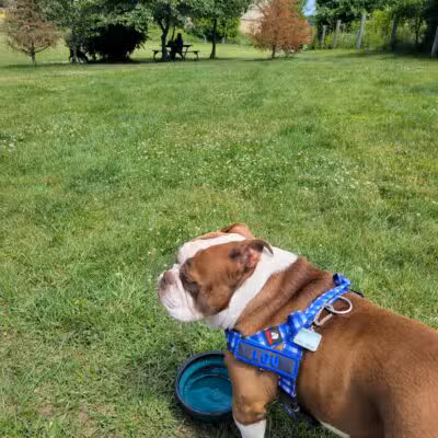 Milford Dog Park - Milford, MI