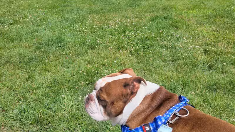 Milford Dog Park - Milford, MI