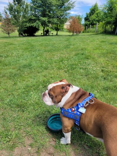 Milford Dog Park - Milford, MI