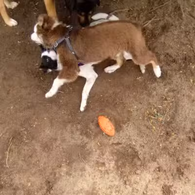 Milford Dog Park - Milford, MI