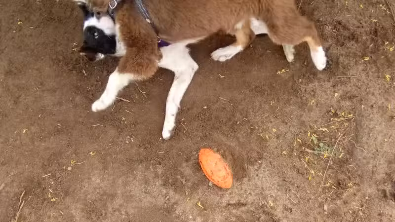 Milford Dog Park - Milford, MI