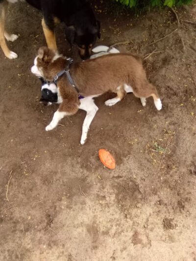 Milford Dog Park - Milford, MI
