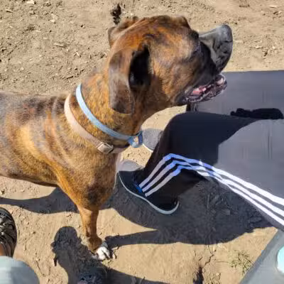 Milford Dog Park - Milford, MI