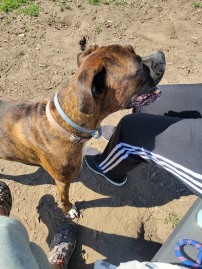 Milford Dog Park - Milford, MI