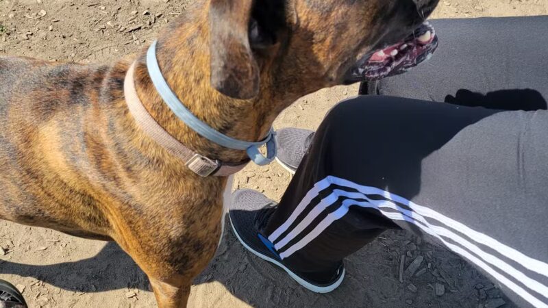 Milford Dog Park - Milford, MI