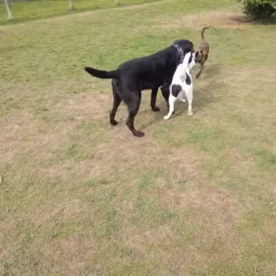 Milford Dog Park - Milford, MI