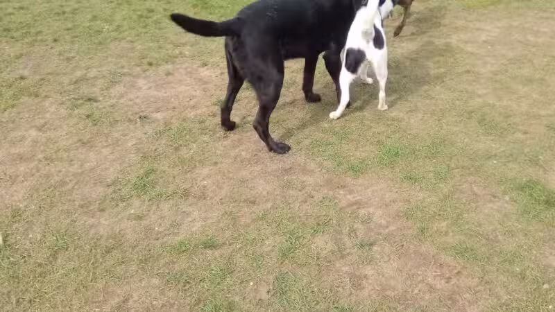 Milford Dog Park - Milford, MI