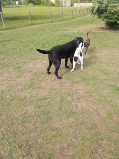 Milford Dog Park - Milford, MI