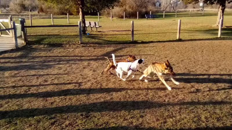 Milford Dog Park - Milford, MI