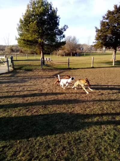 Milford Dog Park - Milford, MI