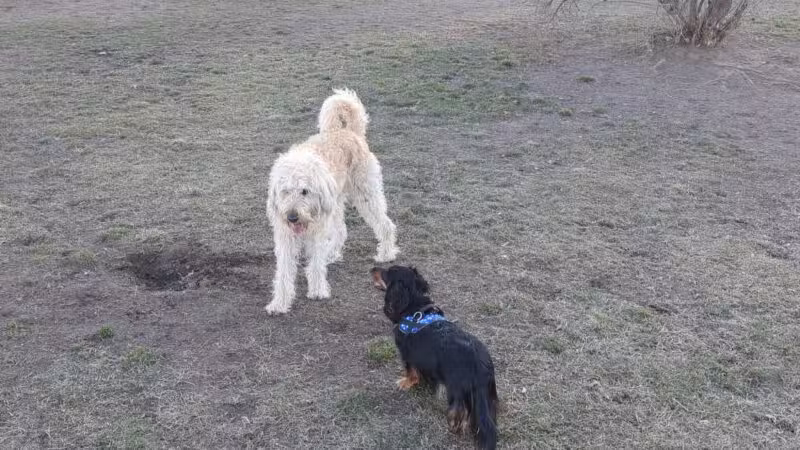 Milford Dog Park - Milford, MI