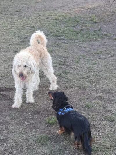 Milford Dog Park - Milford, MI