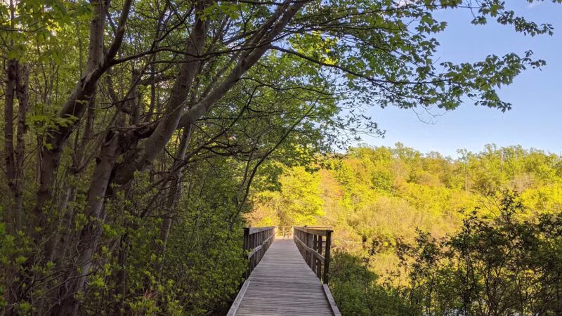 Shu Swamp Nature Preserve - Mill Neck, NY