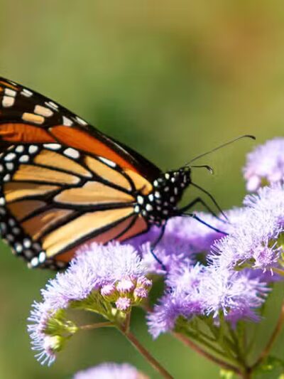 Shu Swamp Nature Preserve - Mill Neck, NY